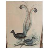 Pair of Framed Vintage Bird Prints