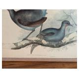 Pair of Framed Vintage Bird Prints