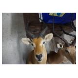 3 - Impala Mounts Large, Medium and Small