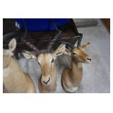 3 - Impala Mounts Large, Medium and Small