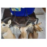 3 - Impala Mounts Large, Medium and Small