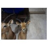 3 - Impala Mounts Large, Medium and Small