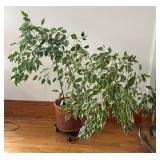 Potted Ficus House Plant
