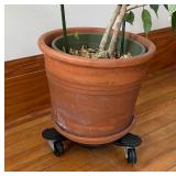 Potted Ficus House Plant