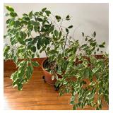 Potted Ficus House Plant