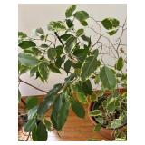 Potted Ficus House Plant