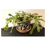 Christmas Cactus Plant
