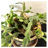 Christmas Cactus Plant
