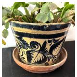 Christmas Cactus Plant