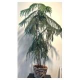 Norfolk Pine Plant