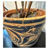 Norfolk Pine Plant