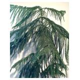 Norfolk Pine Plant