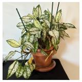 Aglaonema First Diamond House Plant