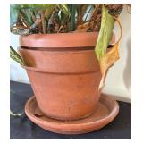 Aglaonema First Diamond House Plant