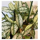 Aglaonema First Diamond House Plant