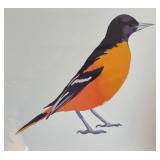 "Baltimore Oriole" Unframed Print by Dustin Davis
