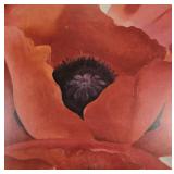 Framed Poppy Print