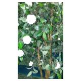 Silk Trees(3) and Plants(3).