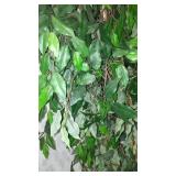 Silk Trees(3) and Plants(3).