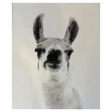 Framed Cute Black and White Llama / Alpaca Print