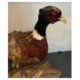 Taxidermy Pheasant