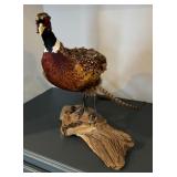 Taxidermy Pheasant