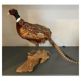 Taxidermy Pheasant
