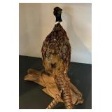 Taxidermy Pheasant