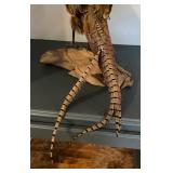 Taxidermy Pheasant