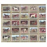 Floating Frame with Many Beautiful Dog Prints