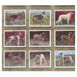 Floating Frame with Many Beautiful Dog Prints