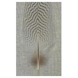 Beautiful Framed Feather Decor