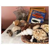 Fossil & Shell Collection with Kit