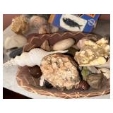 Fossil & Shell Collection with Kit