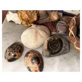 Fossil & Shell Collection with Kit