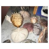 Fossil & Shell Collection with Kit