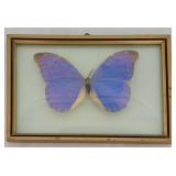 Beautiful Butterfly Decor