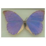 Beautiful Butterfly Decor