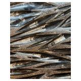 LARGE Orthoceras Fossil Plate from Morocco - 37 Million Years Old