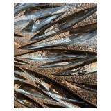 LARGE Orthoceras Fossil Plate from Morocco - 37 Million Years Old