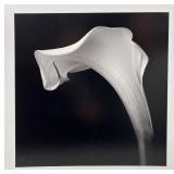 Robert Mapplethorpe Black and White Photography Print - Calla Lily