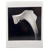 Robert Mapplethorpe Black and White Photography Print - Calla Lily