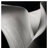 Robert Mapplethorpe Black and White Photograph of Calla Lily