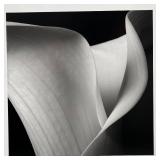 Robert Mapplethorpe Black and White Photograph of Calla Lily