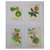 Set of 4 Botanical Print Illustrations
