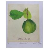 Set of 4 Botanical Print Illustrations