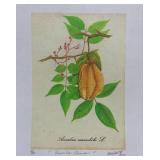Set of 4 Botanical Print Illustrations
