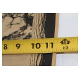 Collection of Japanese Vintage Photographic Prints from National Park on Lake Towada