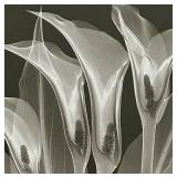 Petite Delicate Black and White Floral Framed Art