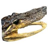 VINTAGE SMALL 7" ALLIGATOR TAXIDERMY HEAD